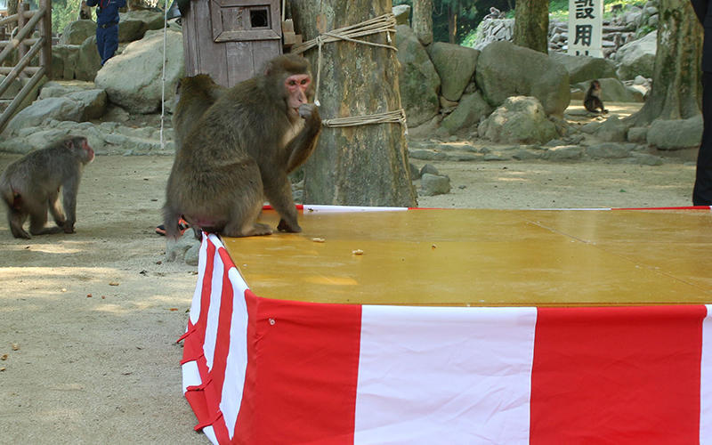 震撼！日本動物園70年第一位女猴王，三角戀后又開后宮