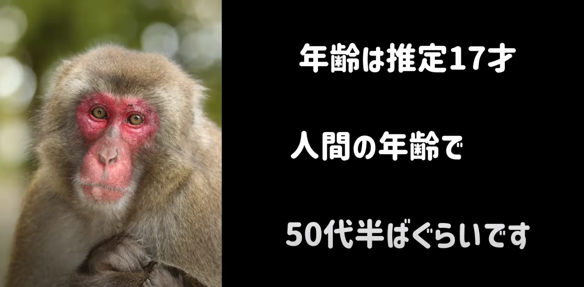 震撼！日本動物園70年第一位女猴王，三角戀后又開后宮