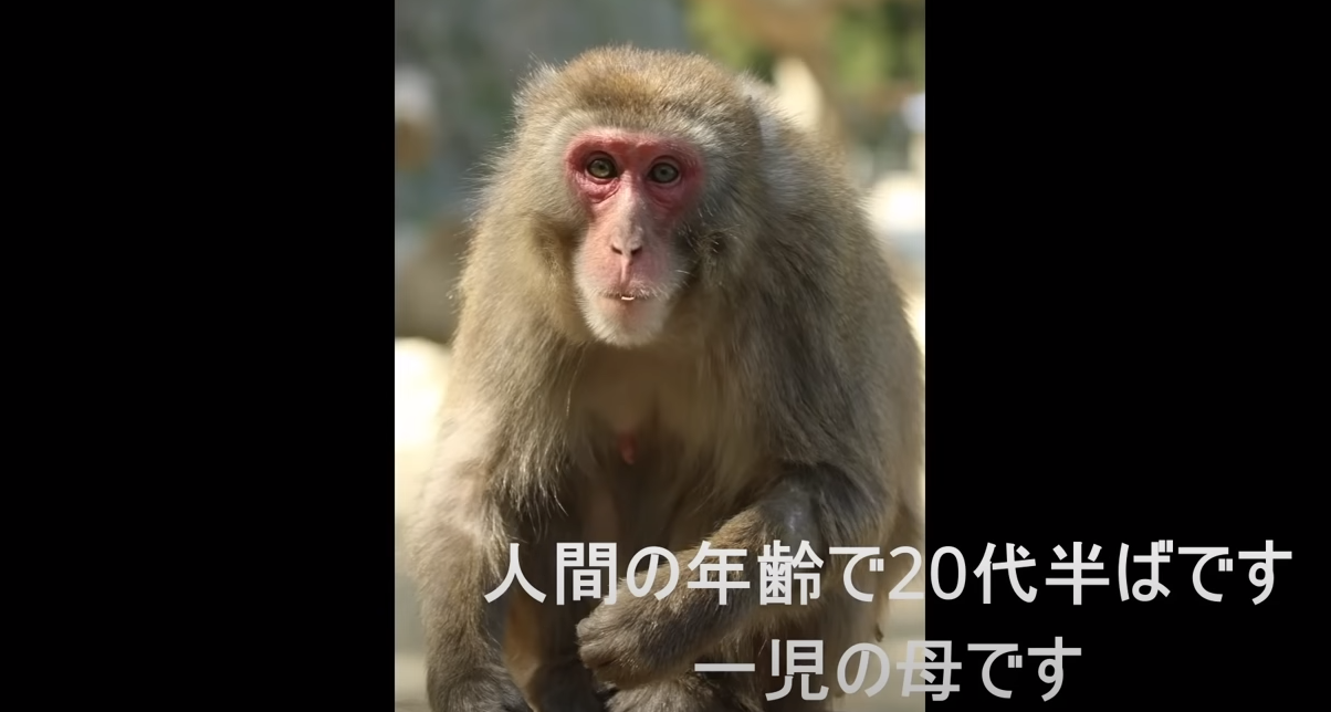 震撼！日本動物園70年第一位女猴王，三角戀后又開后宮