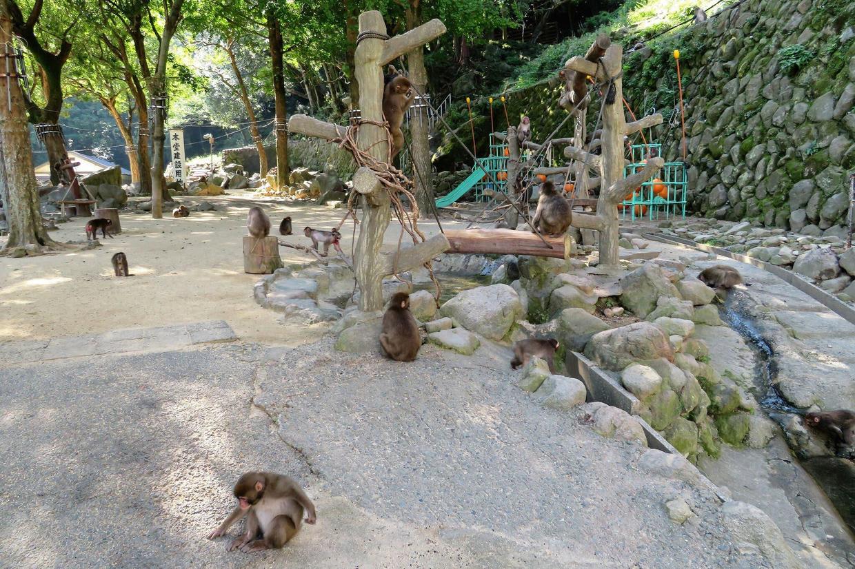 震撼！日本動物園70年第一位女猴王，三角戀后又開后宮