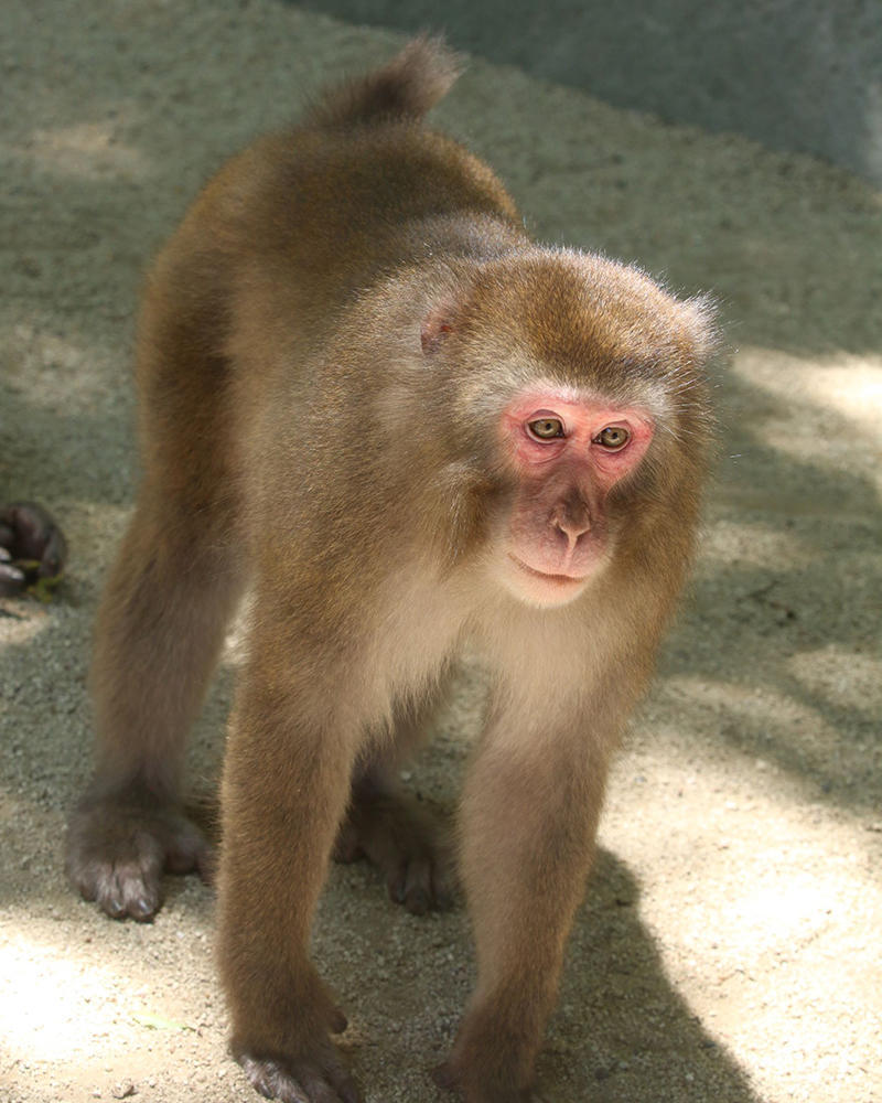 震撼！日本動物園70年第一位女猴王，三角戀后又開后宮