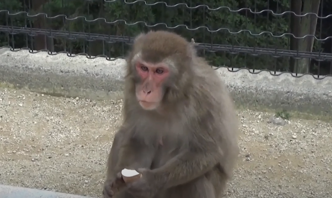 震撼！日本動物園70年第一位女猴王，三角戀后又開后宮