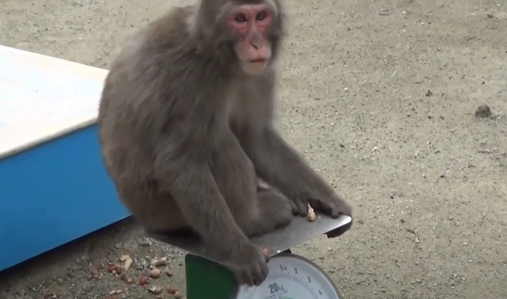 震撼！日本動物園70年第一位女猴王，三角戀后又開后宮