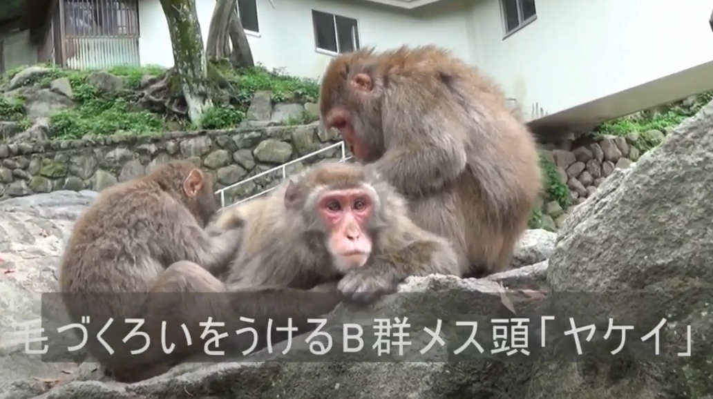 震撼！日本動物園70年第一位女猴王，三角戀后又開后宮