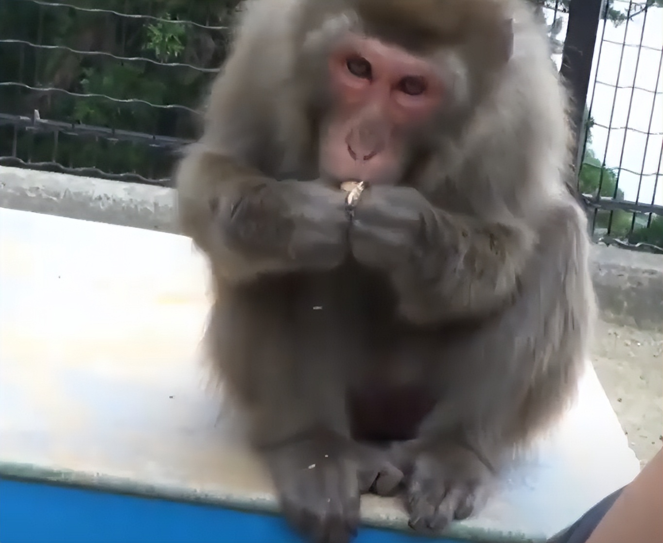 震撼！日本動物園70年第一位女猴王，三角戀后又開后宮