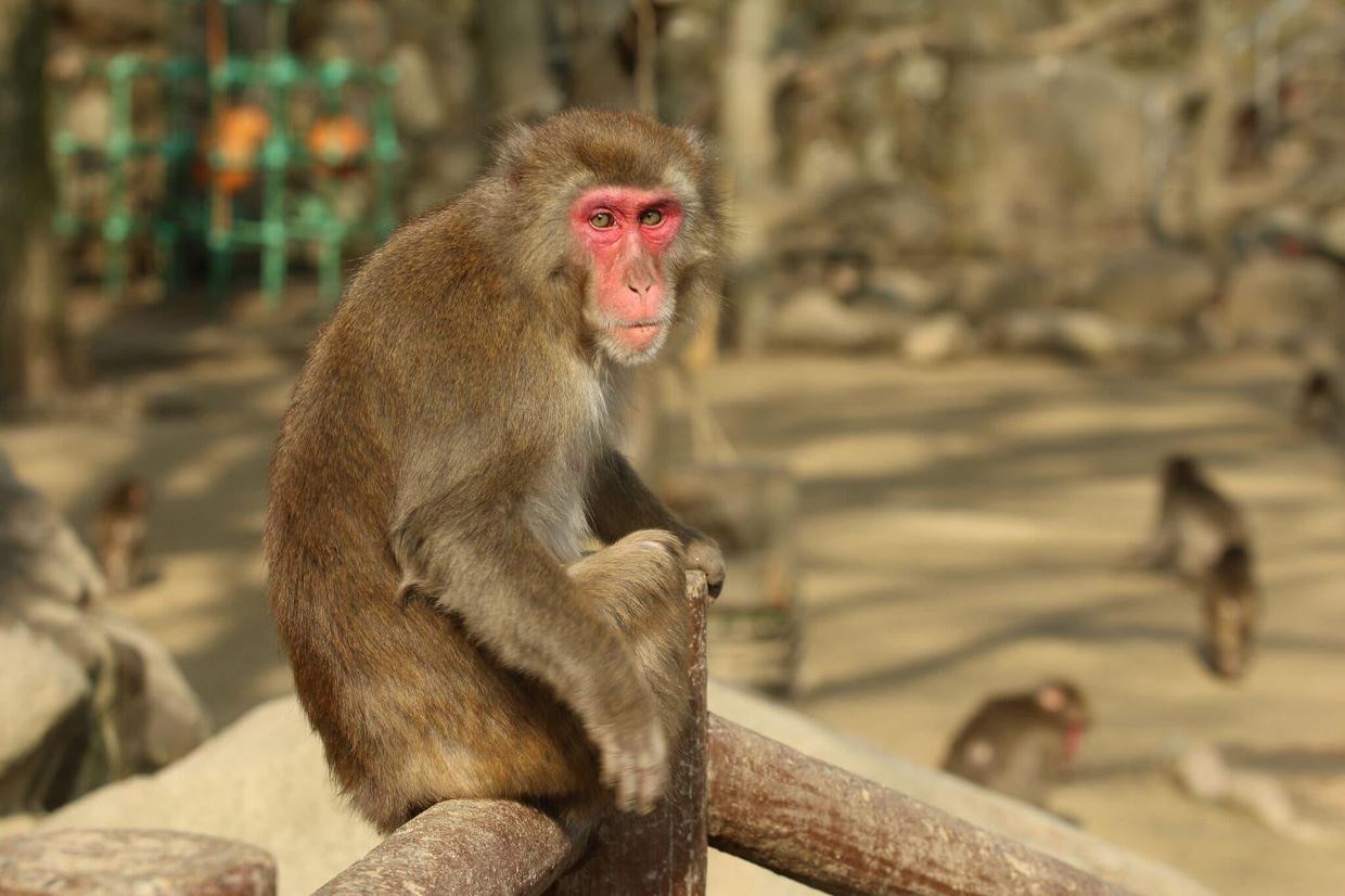 震撼！日本動物園70年第一位女猴王，三角戀后又開后宮