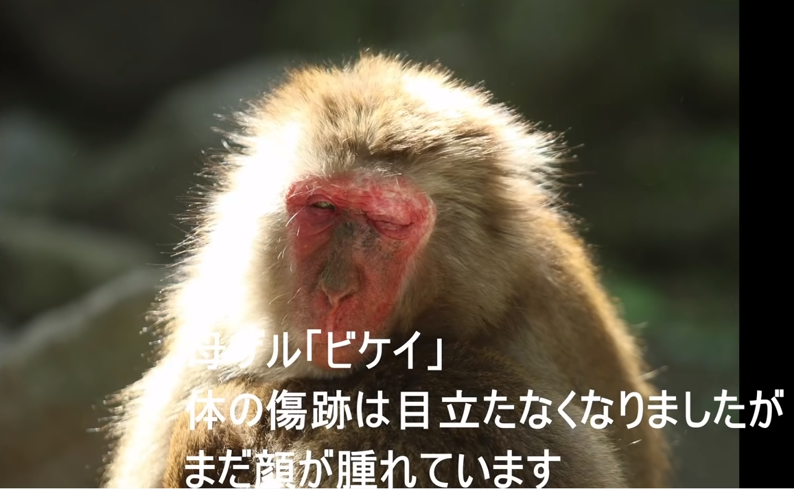 震撼！日本动物园70年第一位女猴王，三角恋后又开后宫