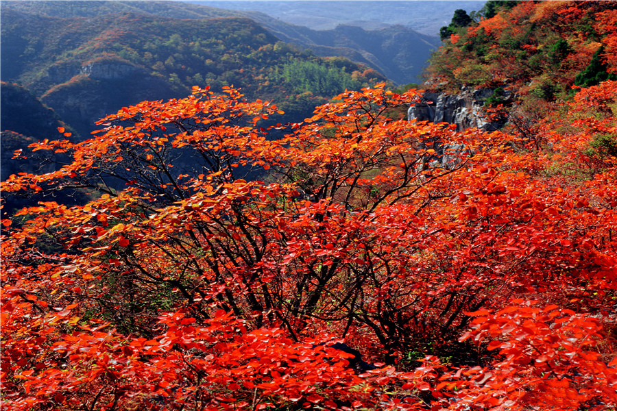 八台山门票