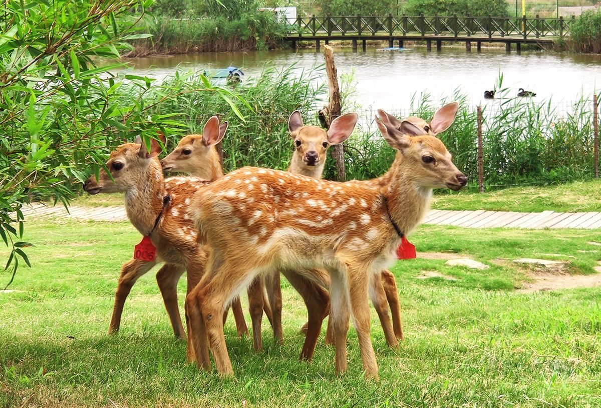 鹽城大豐港動(dòng)物園