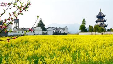 桃花潭油菜花
