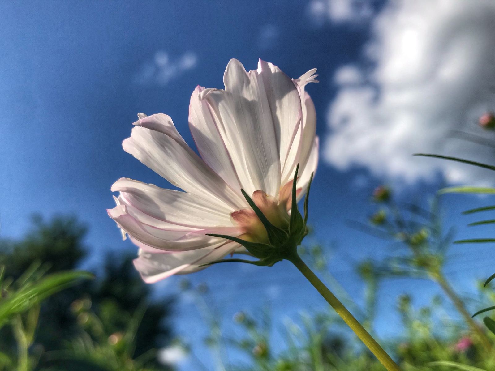 昌平七孔桥花海