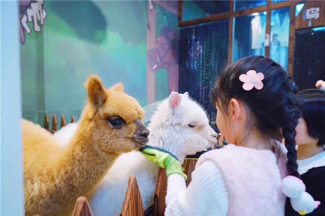 郑州棒恰恰的萌小宠