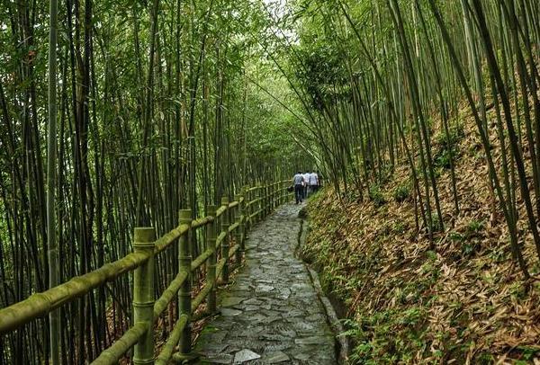 重庆有竹林的地方 旅游景点有哪些