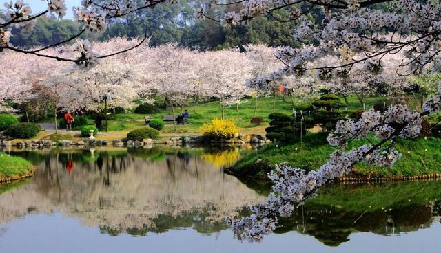 武漢東湖磨山櫻園門票價(jià)格介紹 附櫻園夜景攻略