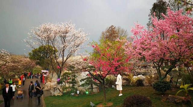 武漢東湖磨山櫻園門票價(jià)格介紹 附櫻園夜景攻略