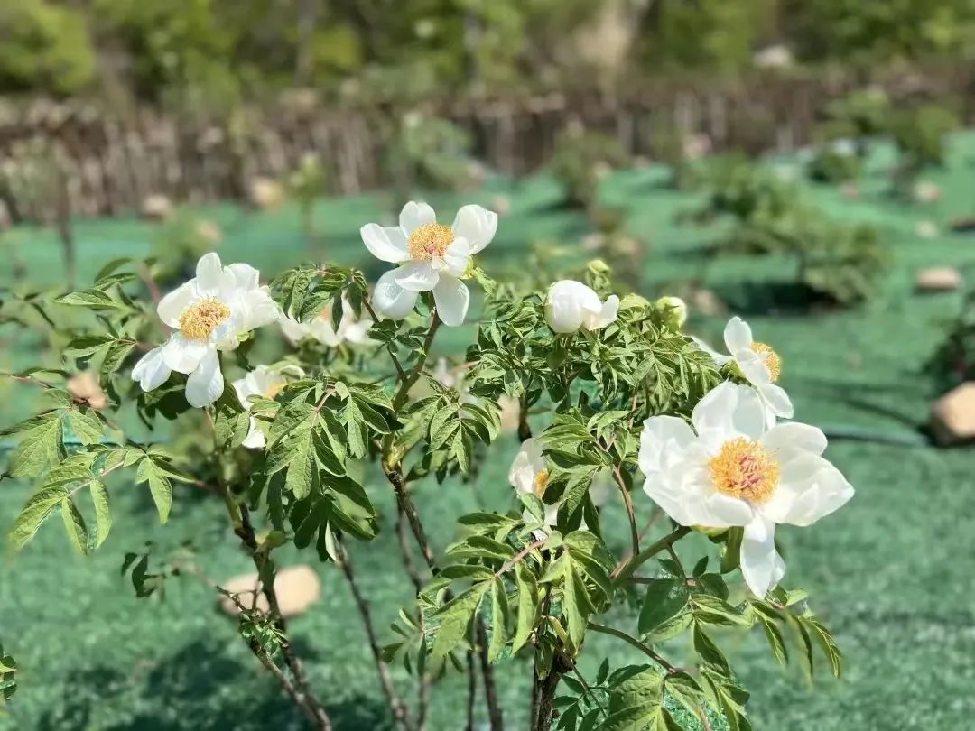 母亲节 | 所有妈妈游梨木台免门票，随行家人享优惠