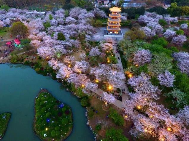 武漢東湖磨山櫻園門票價(jià)格介紹 附櫻園夜景攻略