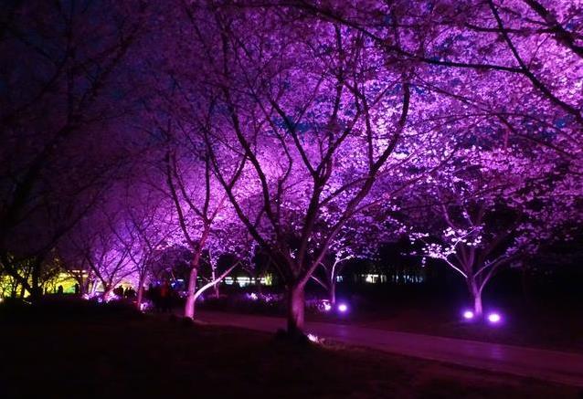 武漢東湖磨山櫻園門票價(jià)格介紹 附櫻園夜景攻略