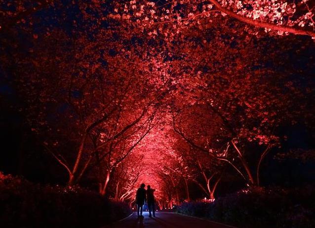 武漢東湖磨山櫻園門票價(jià)格介紹 附櫻園夜景攻略