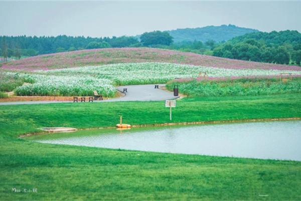 2022伏熱花海莊園門票 - 地址交通 - 景區(qū)介紹