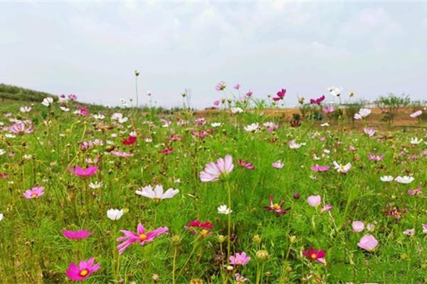 2022伏熱花海莊園門票 - 地址交通 - 景區(qū)介紹