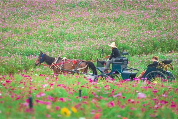 2022伏热花海庄园门票 - 地址交通 - 景区介绍