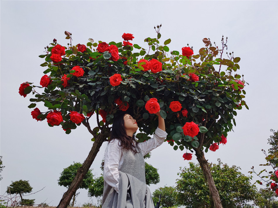 崇州龙腾居月季花园