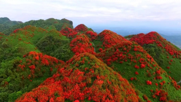 遵义洪关映山红景区图片