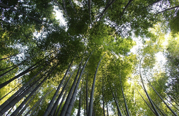 蜀南竹海門票