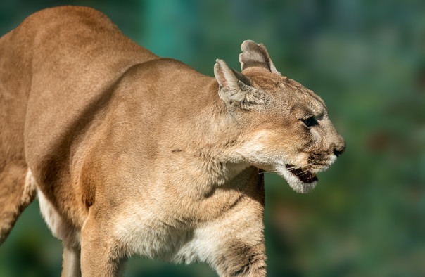 合肥野生動物園門票