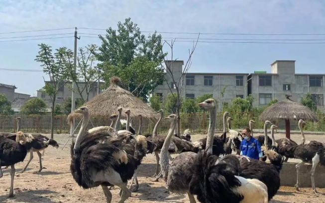 2023阜陽野生動物園門票價格 優惠政策 開放時間 遊玩介紹_大河票務網