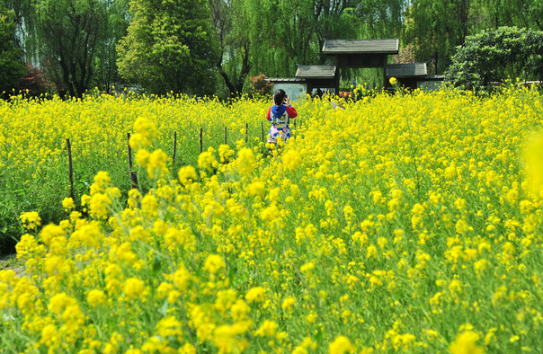 蘇州三山島門票