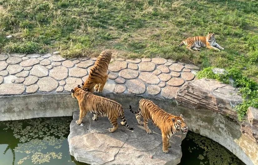 2022阜陽野生動物園門票多少錢開放時間地址遊玩攻略