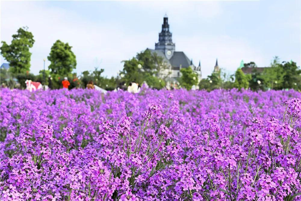 大豐荷蘭花海門票