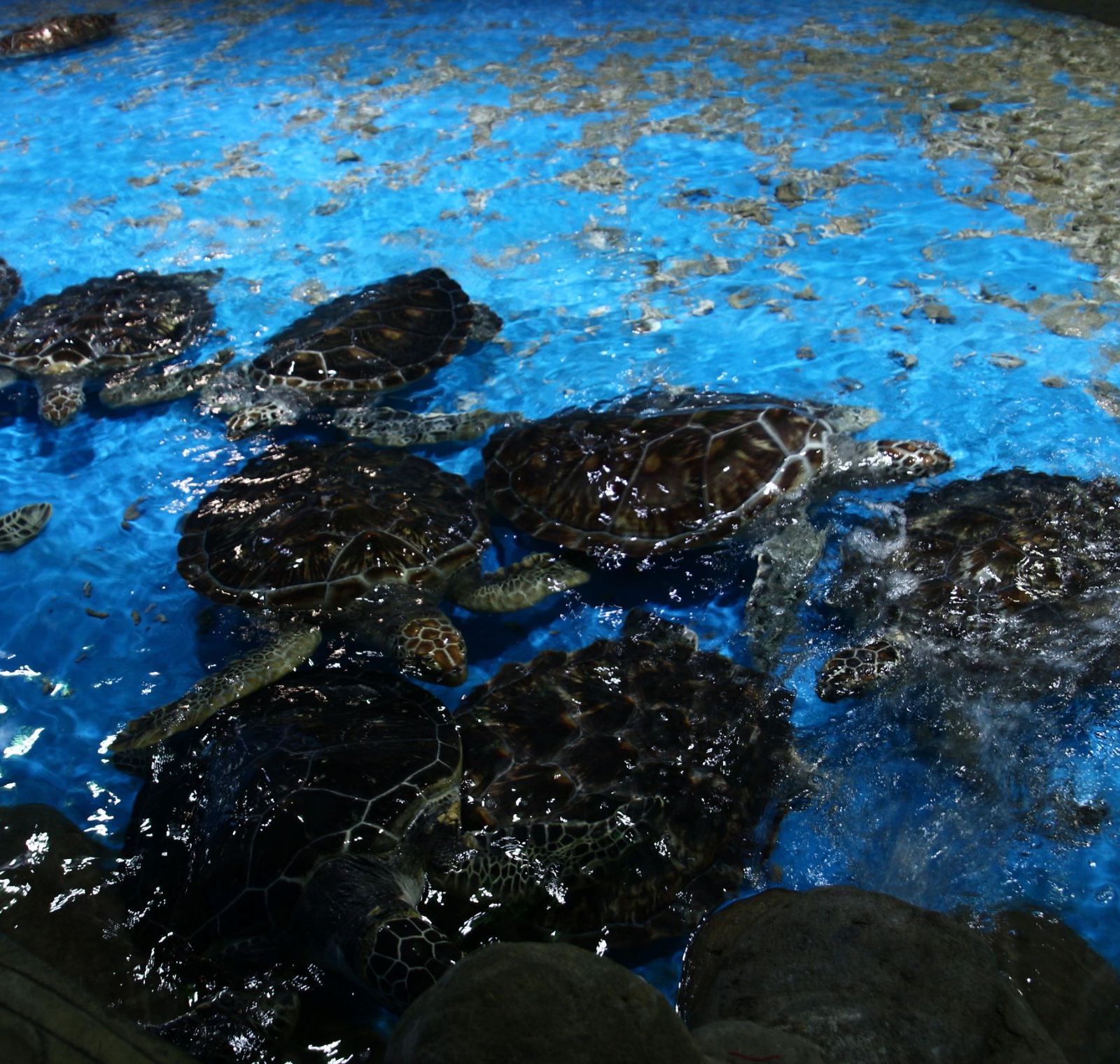 广汉海立方海洋亲子乐园