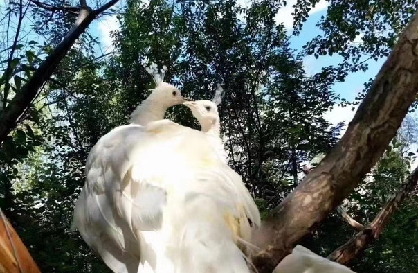 沈陽(yáng)鳥島門票