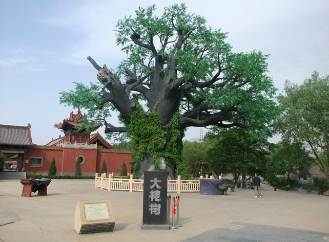 洪洞大槐樹(shù)門票