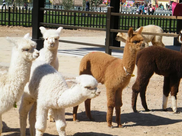 衡水野生動(dòng)物園門票