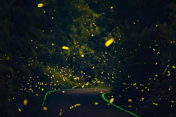 杭州哪里可以看到萤火虫 2022杭州萤火虫观赏地