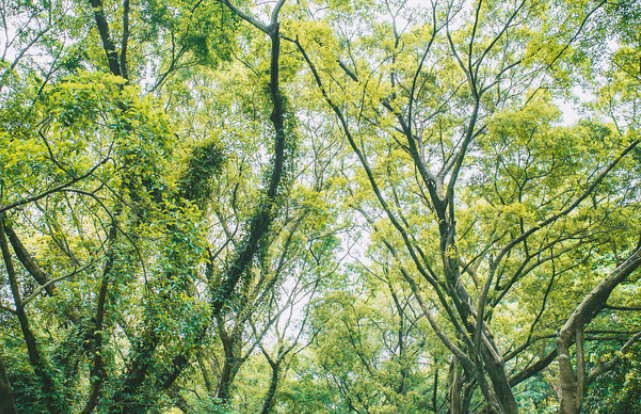 中國科學院華南植物園