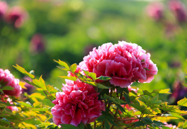 菏澤曹州牡丹園門票