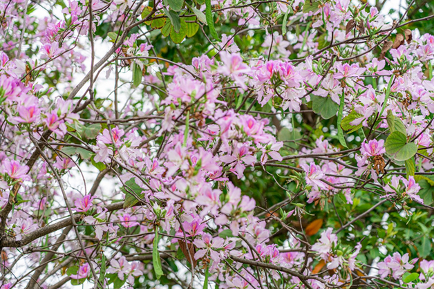 貴安花海拓展公園