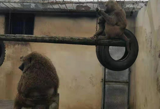 仙桃市動物園