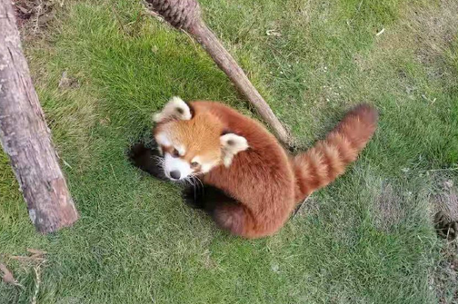 仙桃市動物園