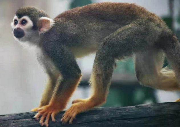 仙桃市動物園