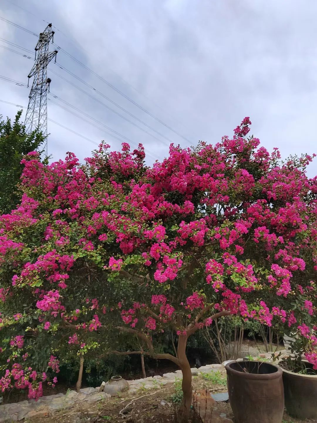 中华紫薇园门票/门票预订/团购_中华紫薇园游玩攻略/推荐/评价-大河