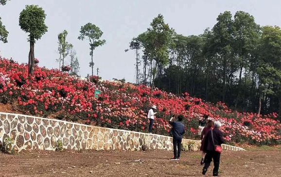 武汉花海石林风景区图片