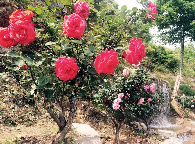 木兰玫瑰园