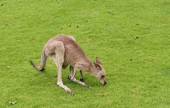 寶山前野生動(dòng)物園