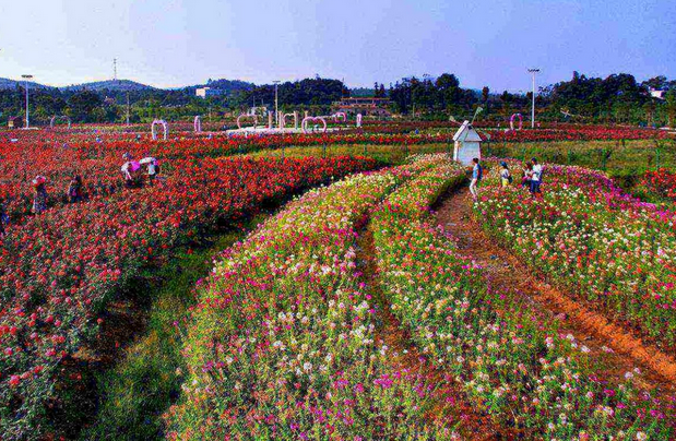 黃陂花海樂園